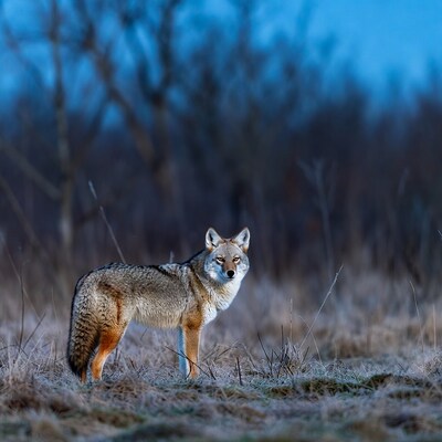 Coyote standing in frosty grass