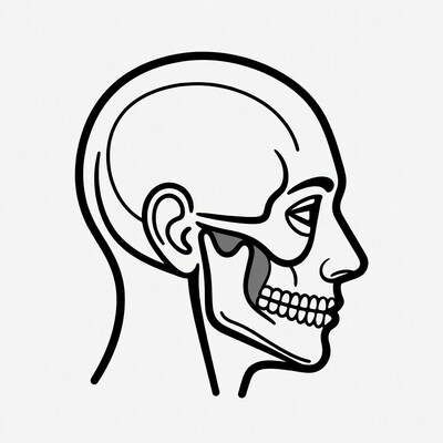 Side view human skull illustration