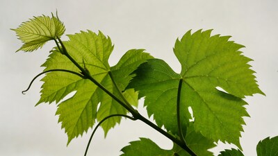 Grape Vine Leaves on Stem