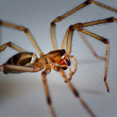 Closeup of brown spider