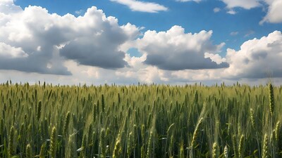 Wheat Field Under Blue Sky