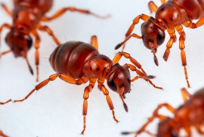 Red ants on white background