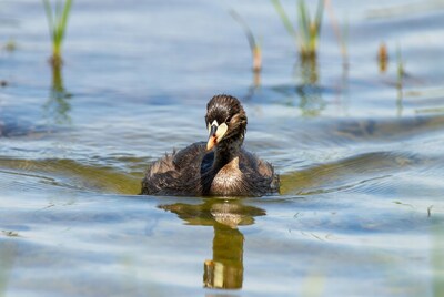 Coot chick swimming in water