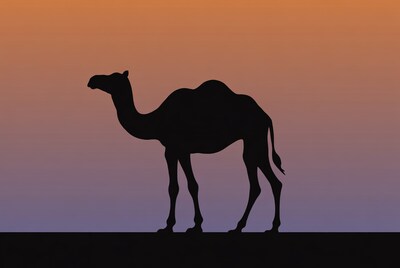 Camel silhouette against sunset