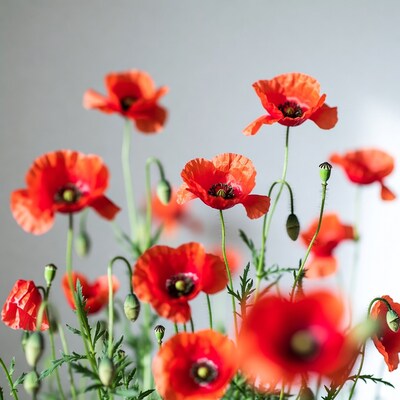 Red Poppy Flowers on Gray Background