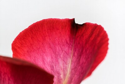 Red Rose Petal Closeup