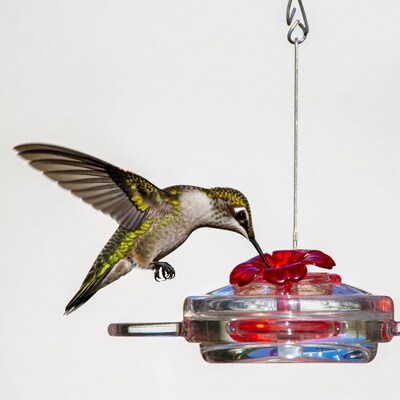 Hummingbird feeding at red feeder