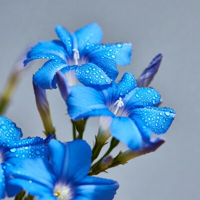 Blue flowers with dew drops