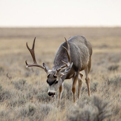 Mule deer buck grazing in field