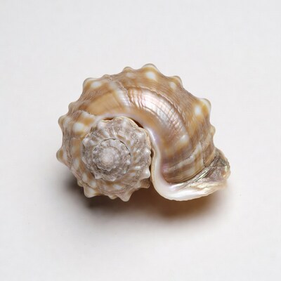Spiny Brown Seashell on White Background