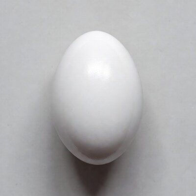 White egg on gray background