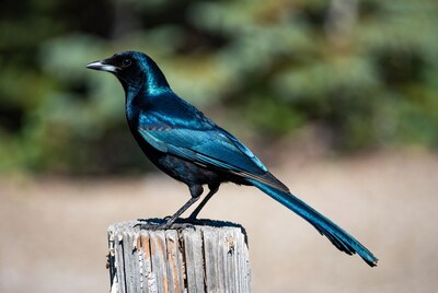 Blue Grackle Perched on Wooden Post