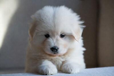 Fluffy white puppy with big eyes