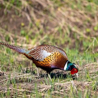 Pheasant foraging in green grass
