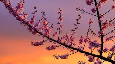 Pink Cherry Blossoms at Sunset