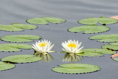 White Water Lilies on Pond