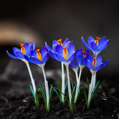 Blue crocuses with orange centers