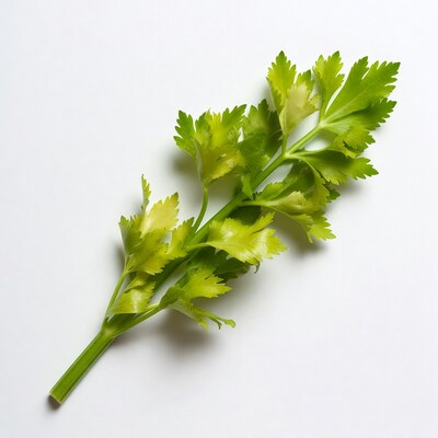 Fresh Celery Stalk on White Background