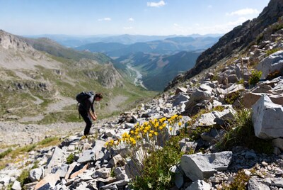 Hiker bending to yellow flowers on mountain