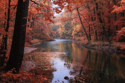 Autumn River in Red Forest