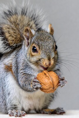 Squirrel eating walnut