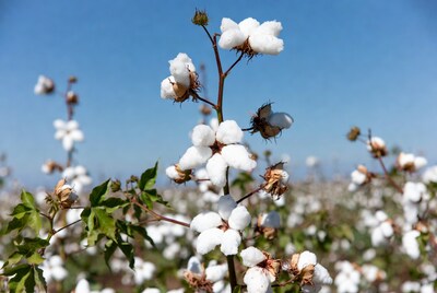 White cotton bolls in field