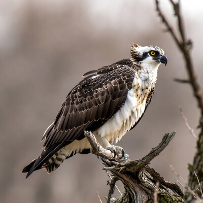 Osprey perched on branch