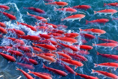 School of koi fish swimming in water