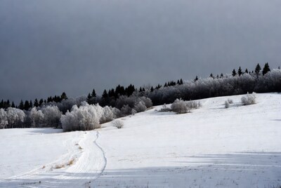 Snowy Field with Frosted Trees