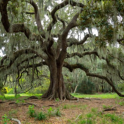 Ancient Live Oak Tree with Spanish Moss