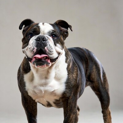 Brindle English Bulldog smiling