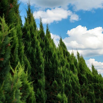 Tall green arborvitae trees against blue sky
