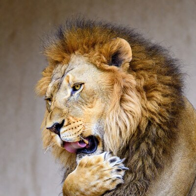 Lion licking paw close-up
