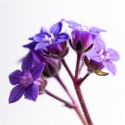 Purple flower cluster on white background