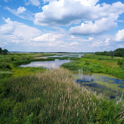 Marshland with reeds and ponds