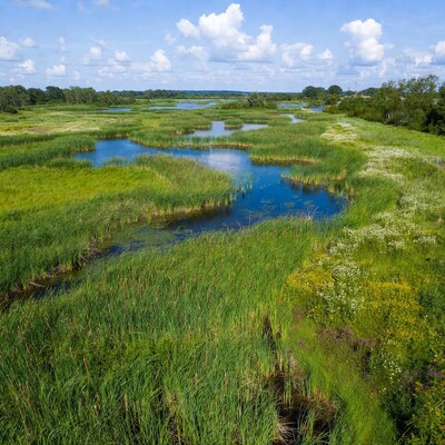 Aerial view of lush reed marsh landscape