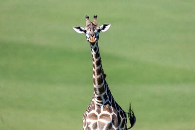Giraffe standing in green grass