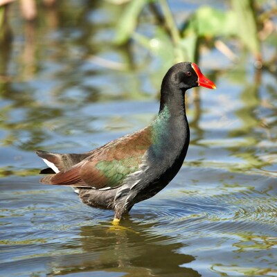 Common Moorhen standing in water