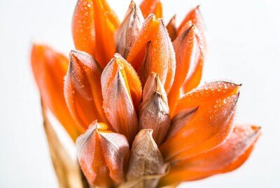 Dew-covered orange Clivia flower buds