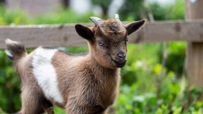 Baby goat by wooden fence