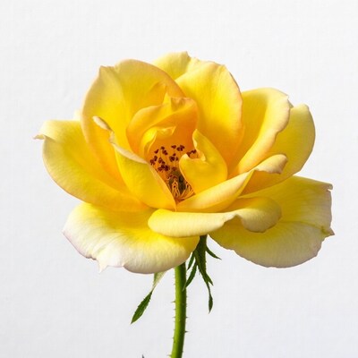 Yellow rose on white background