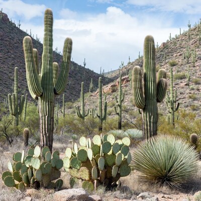 Saguaro cacti in desert landscape