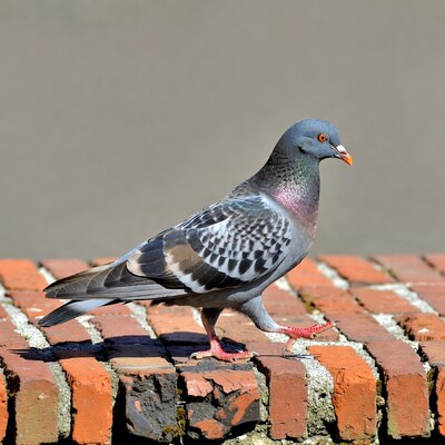 Grey pigeon standing on brick wall