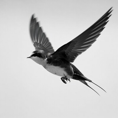 Barn Swallow Flying in Motion