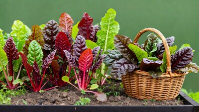 Swiss Chard in Basket and Raised Bed