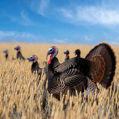 Turkeys in wheat field