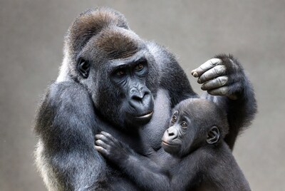 Mother gorilla holding baby