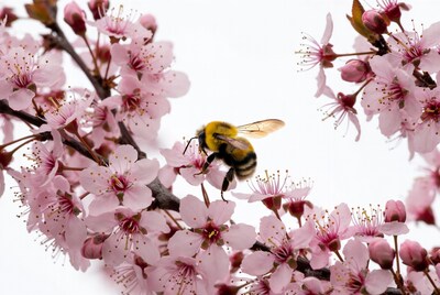 Bumblebee on pink cherry blossoms