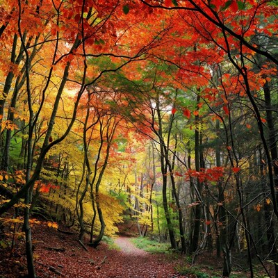 Autumn Forest Path with Red Leaves