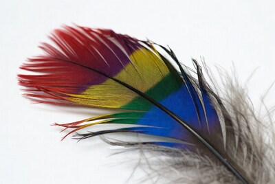 Colorful Rainbow Feather on White